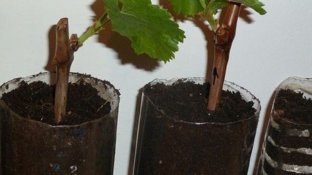 Особенности посадки и размножение винограда «Бажена», уход за сортом