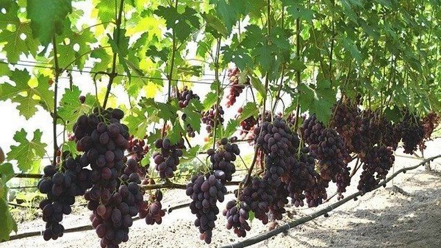 Виноград Заря Несветая: описание сорта и история, выращивание и уход
