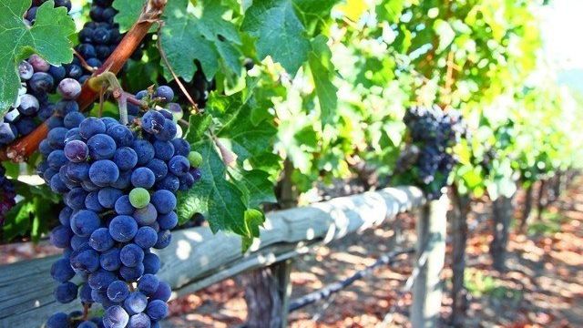 Руководство по созданию шпалеры для винограда своими руками