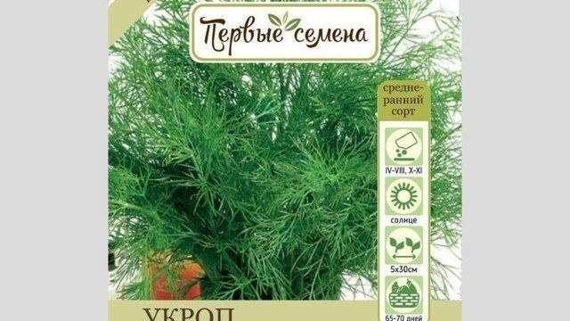 Укроп Грибовский: описание сорта, фото и выращивание